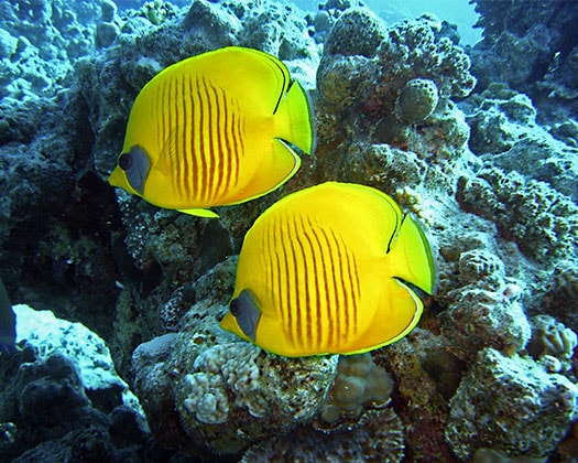 Fische vor Korallen
