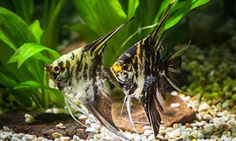gelb-schwarze Fische im Aquarium