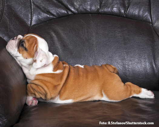 Französische Bulldogge auf Couch
