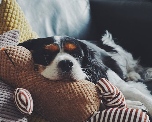 Hund auf Kissen