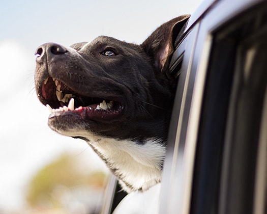 Hundekopf aus Autofenster