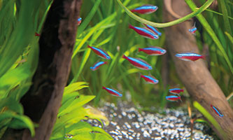 Nano-Aquarium mit Fischen