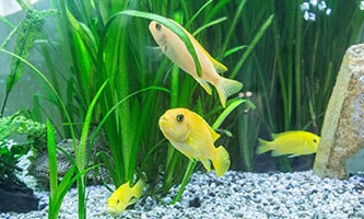 Fische gelb