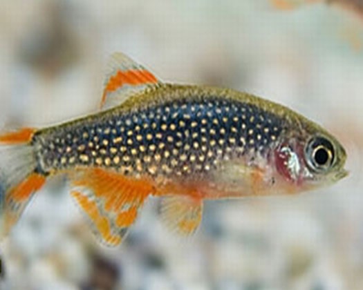 Nanoaquarium perfekter Fisch