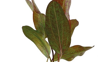 Rote-Ozelot-Schwertpflanze